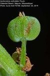 Hydrocotyle verticillata