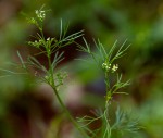 Apium leptophyllum