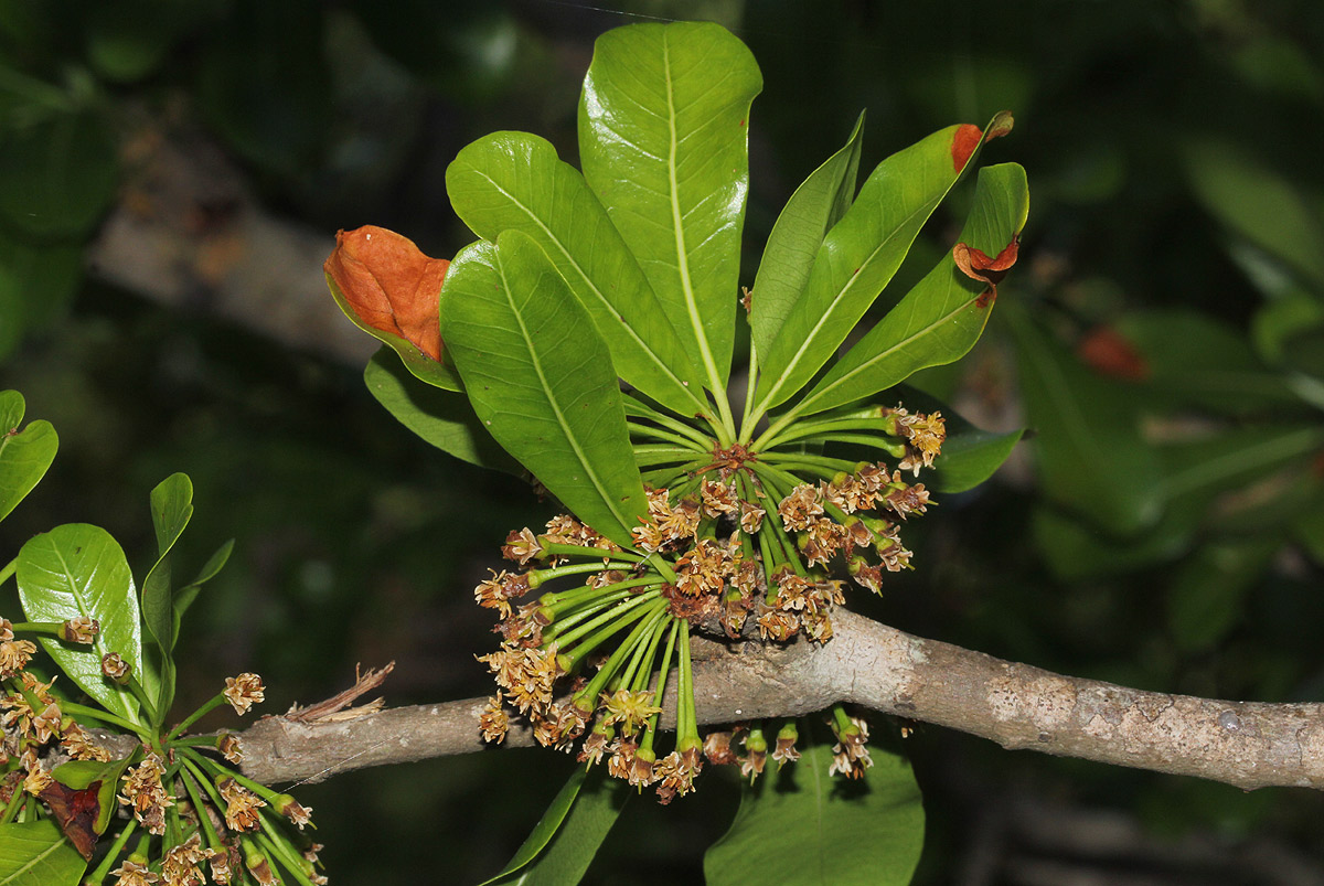 Manilkara mochisia