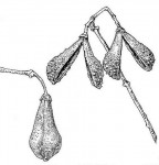 Schrebera trichoclada