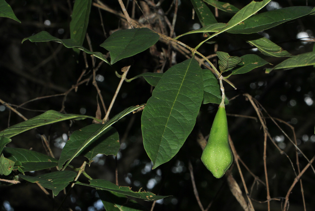 Schrebera trichoclada