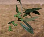 Olea europaea subsp. cuspidata