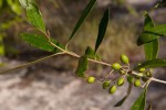 Olea europaea subsp. cuspidata