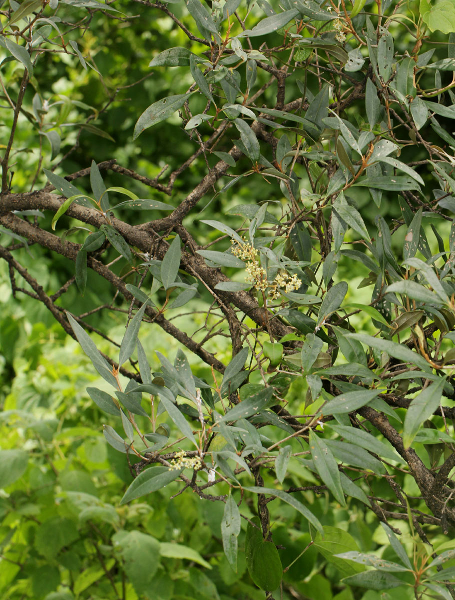 Olea europaea subsp. cuspidata