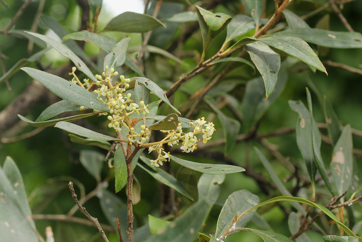 Olea europaea subsp. cuspidata