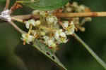 Olea europaea subsp. cuspidata