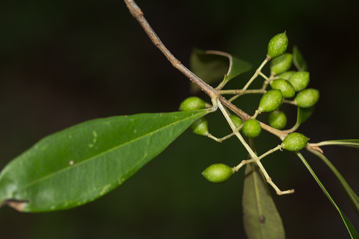 Olea europaea subsp. cuspidata