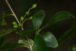 Olea europaea subsp. cuspidata