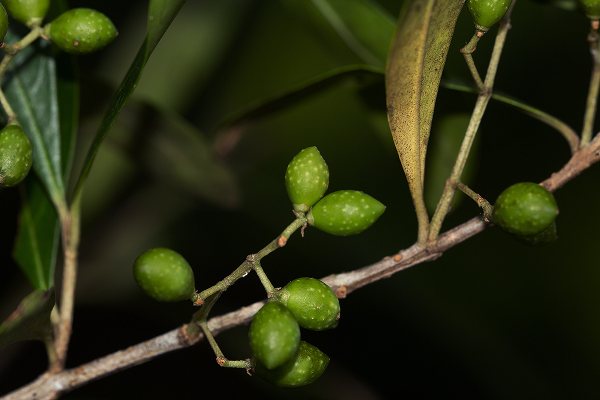 Olea europaea subsp. cuspidata