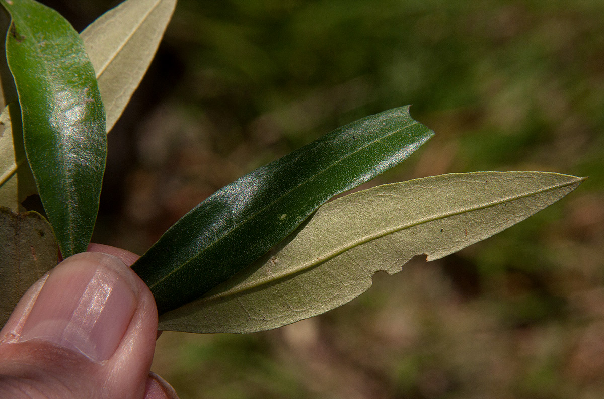 Olea europaea subsp. cuspidata