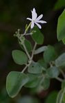 Jasminum fluminense