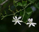 Jasminum fluminense