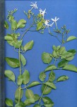 Jasminum fluminense