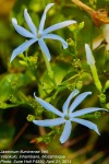 Jasminum fluminense