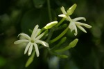 Jasminum fluminense