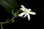 Jasminum fluminense