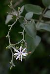 Jasminum fluminense