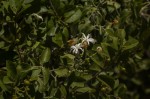 Jasminum fluminense