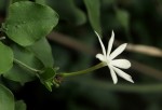 Jasminum fluminense