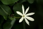 Jasminum fluminense