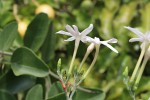 Jasminum fluminense