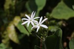 Jasminum fluminense