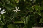 Jasminum fluminense