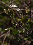 Jasminum fluminense