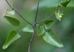 Jasminum fluminense