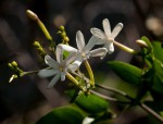 Jasminum fluminense