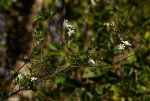 Jasminum fluminense