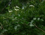 Jasminum fluminense