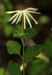 Jasminum stenolobum