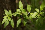 Jasminum stenolobum