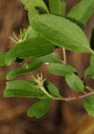 Jasminum stenolobum