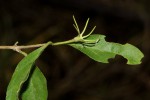 Jasminum stenolobum