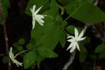 Jasminum stenolobum