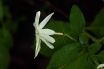 Jasminum stenolobum