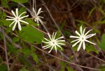 Jasminum stenolobum