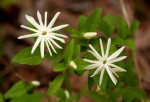 Jasminum stenolobum