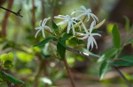 Jasminum stenolobum