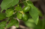 Jasminum stenolobum