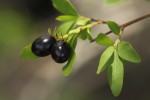 Jasminum stenolobum