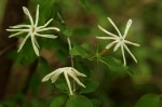 Jasminum stenolobum