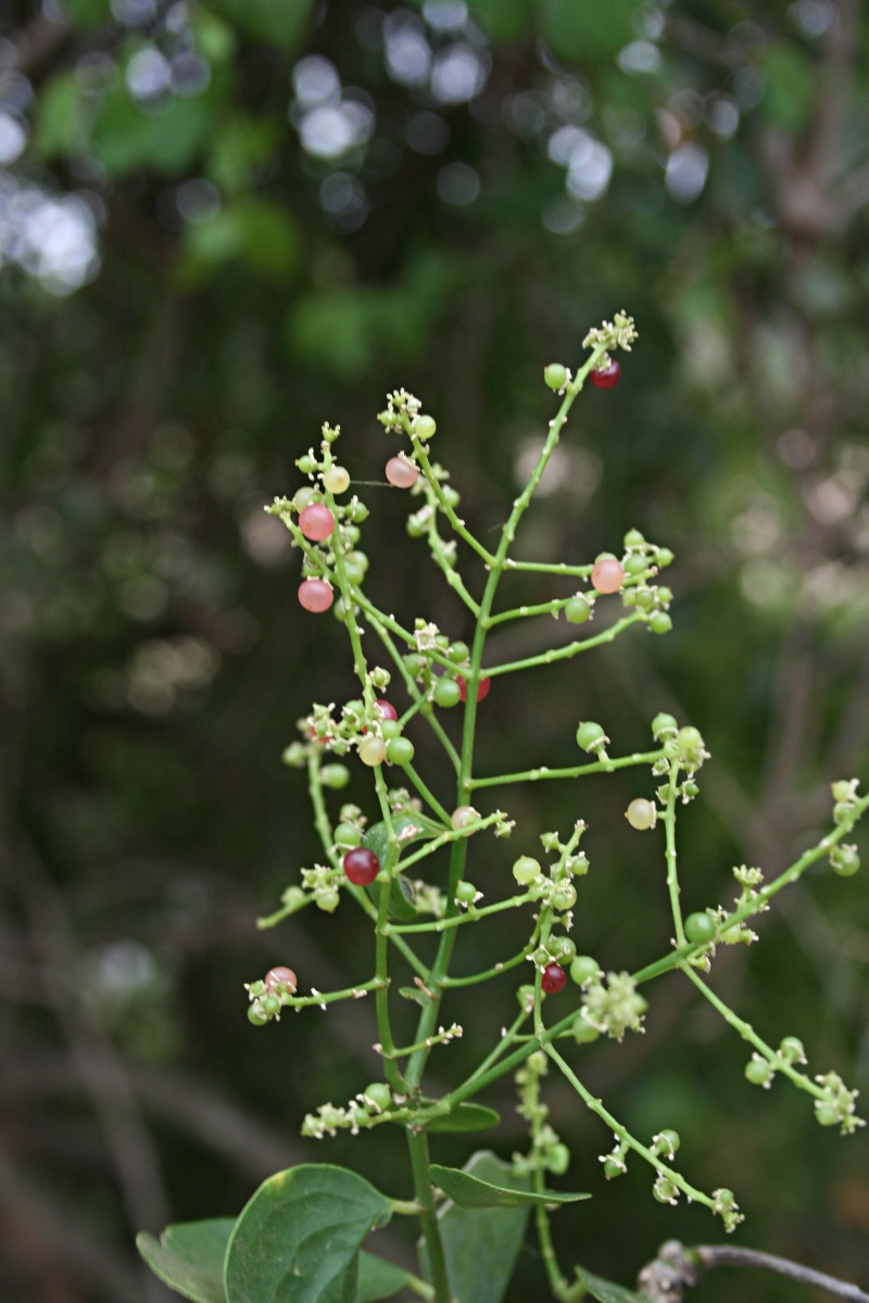 Salvadora persica var. persica