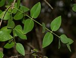 Salvadora persica var. persica