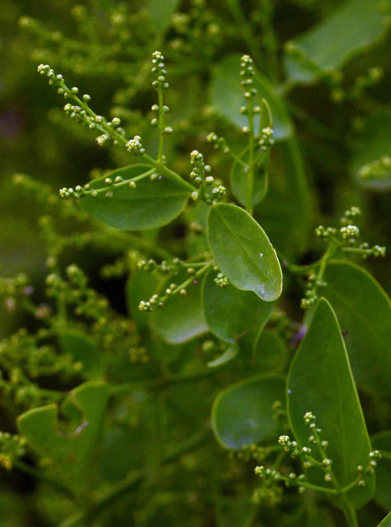 Salvadora persica var. persica