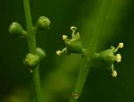 Salvadora persica var. persica