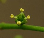 Salvadora persica var. persica