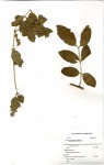 Salvadora persica var. persica